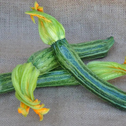 SPRINT F1 ZUCCHINI SEEDS | Smarties.bio