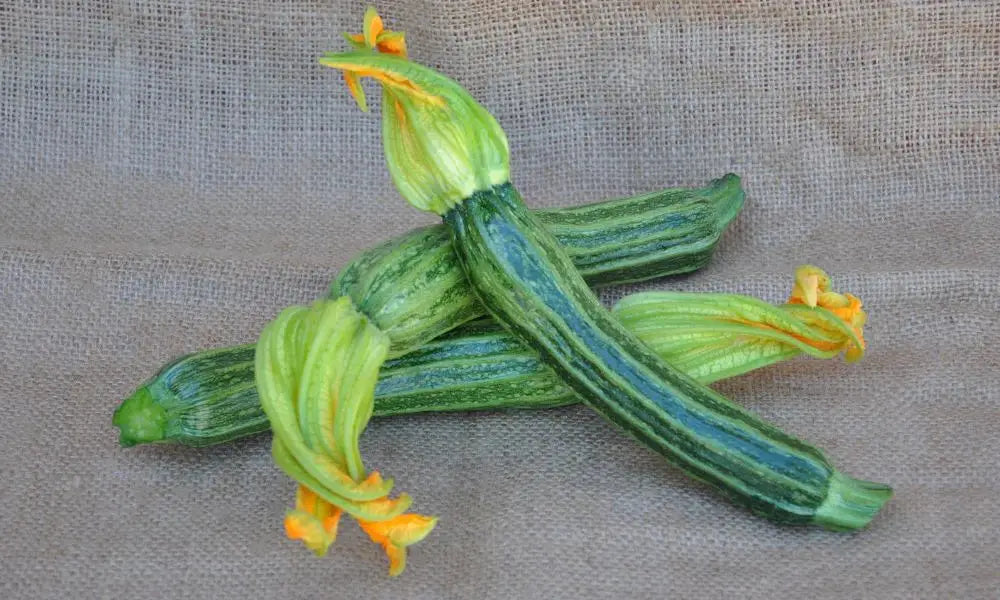 SPRINT F1 ZUCCHINI SEEDS | Smarties.bio