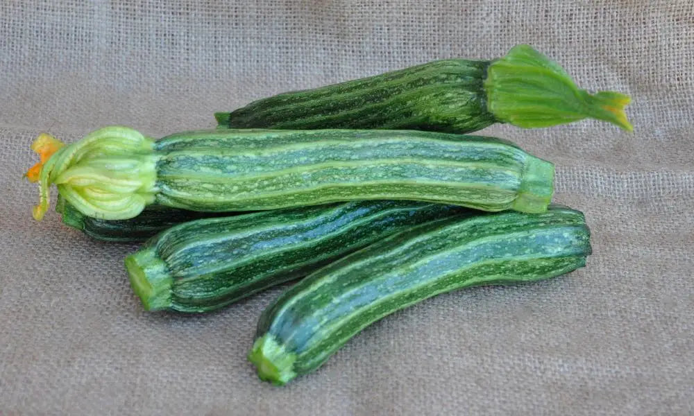 SPRINT F1 ZUCCHINI SEEDS | Smarties.bio