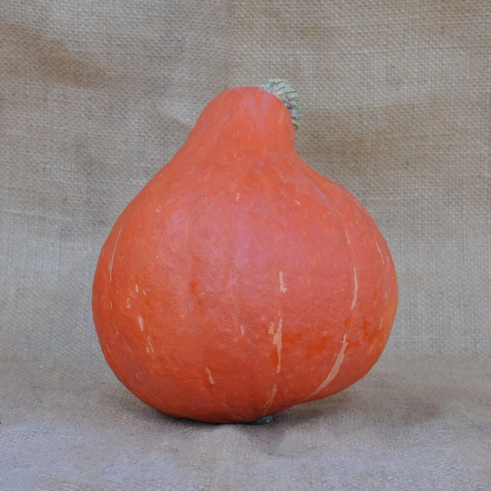 UCHIKI KURI SQUASH SEEDS | Smarties.bio