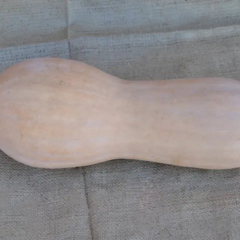 CMO14 VIOLINA LISCIA SQUASH (SMOOTH SKIN) | Smarties.bio