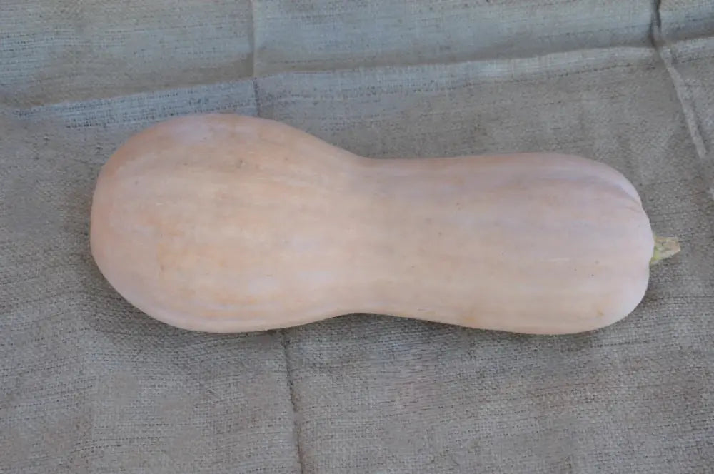 CMO14 VIOLINA LISCIA SQUASH (SMOOTH SKIN) | Smarties.bio