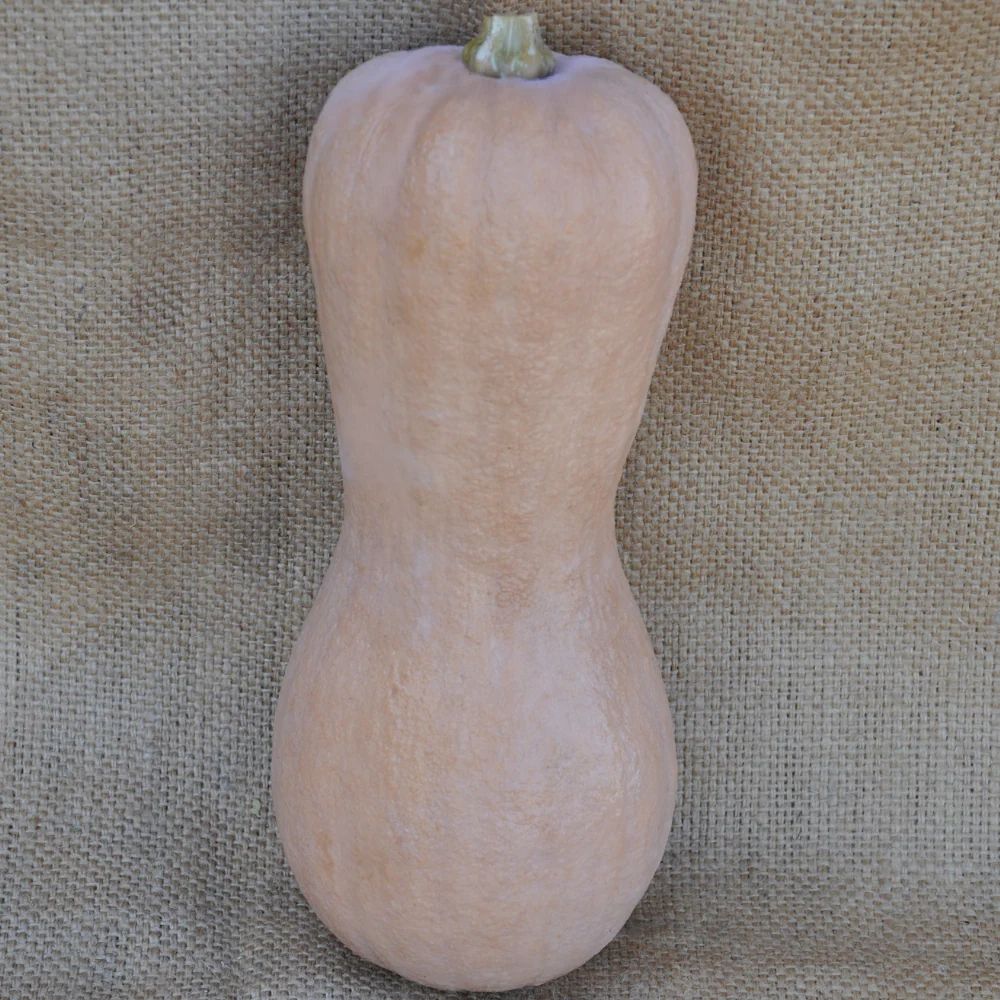 CMO15 VIOLINA RUGOSA SQUASH (WRINKLED SKIN) | Smarties.bio