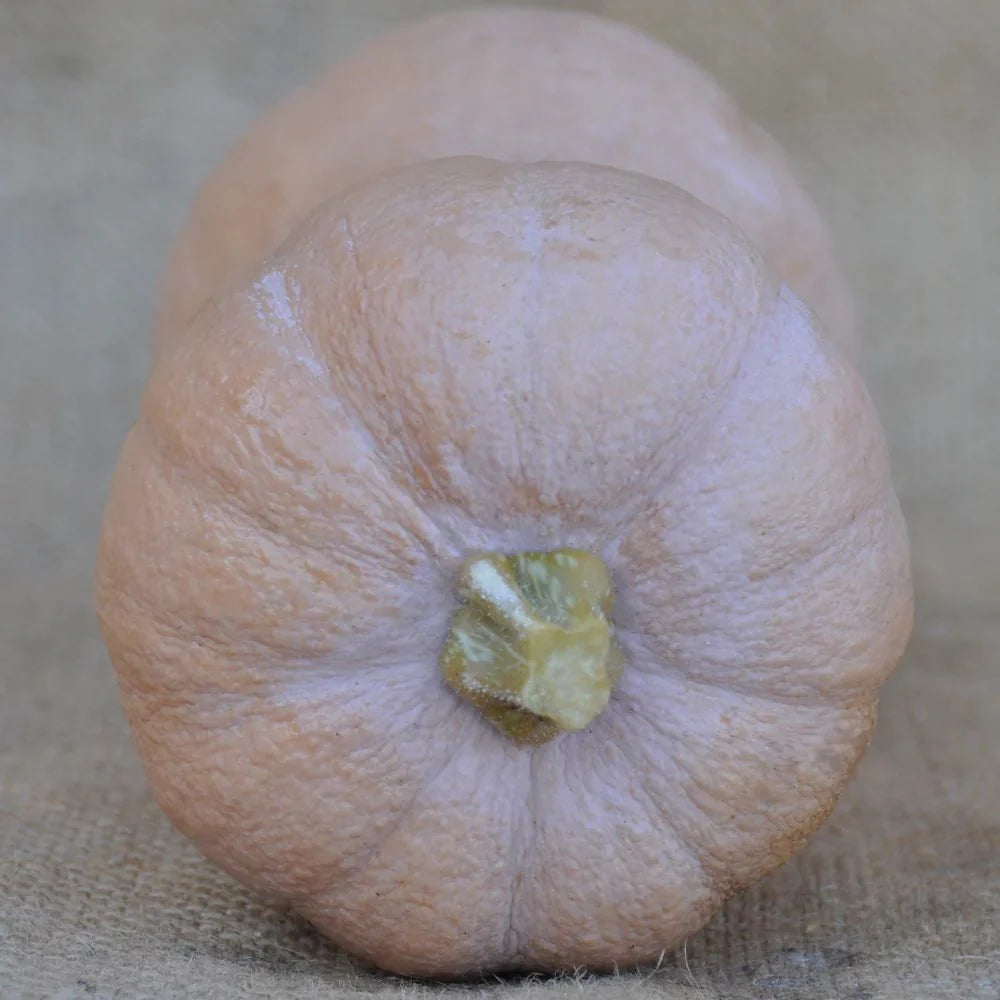 CMO15 VIOLINA RUGOSA SQUASH (WRINKLED SKIN) | Smarties.bio