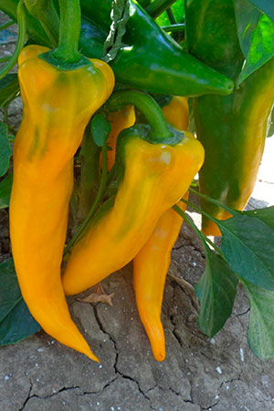 SWEET PEPPER CORNO GIALLO SEEDS