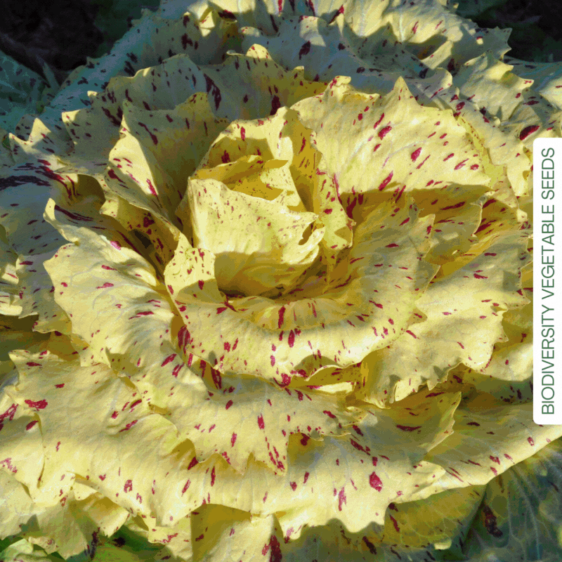 CICORIA E RADICCHIO