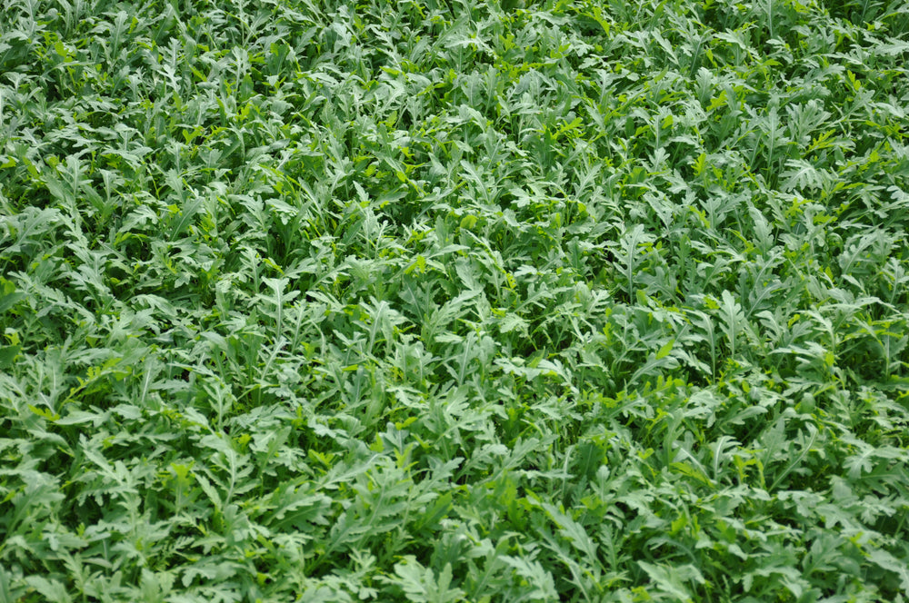 TOUCHE ex #SM4.46 SEMI DI RUCOLA SELVATICA 