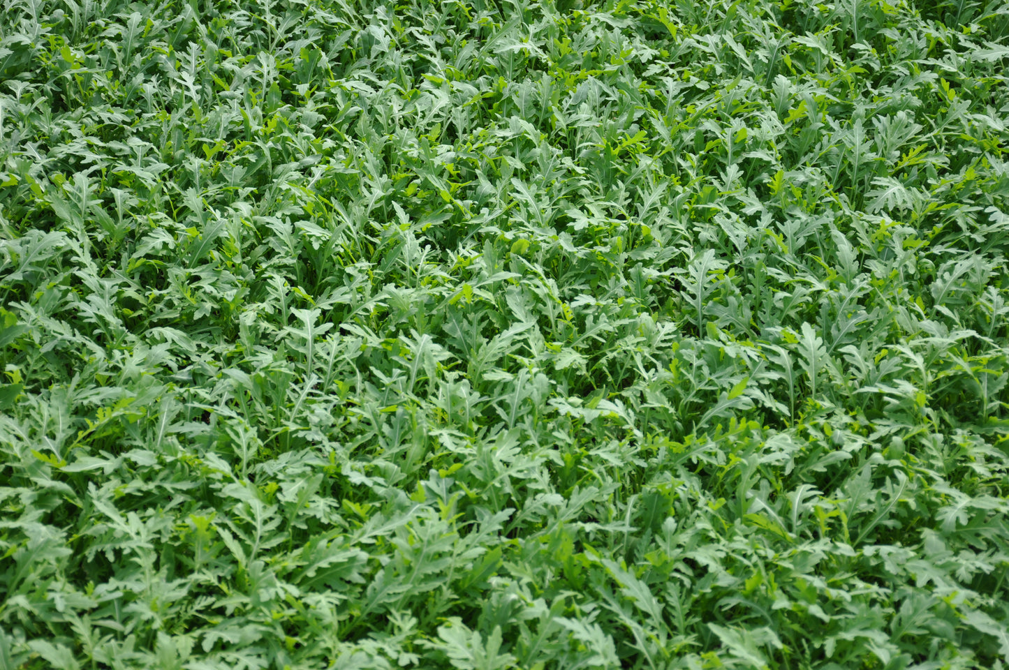 TOUCHE ex #SM4.46 SEMI DI RUCOLA SELVATICA 