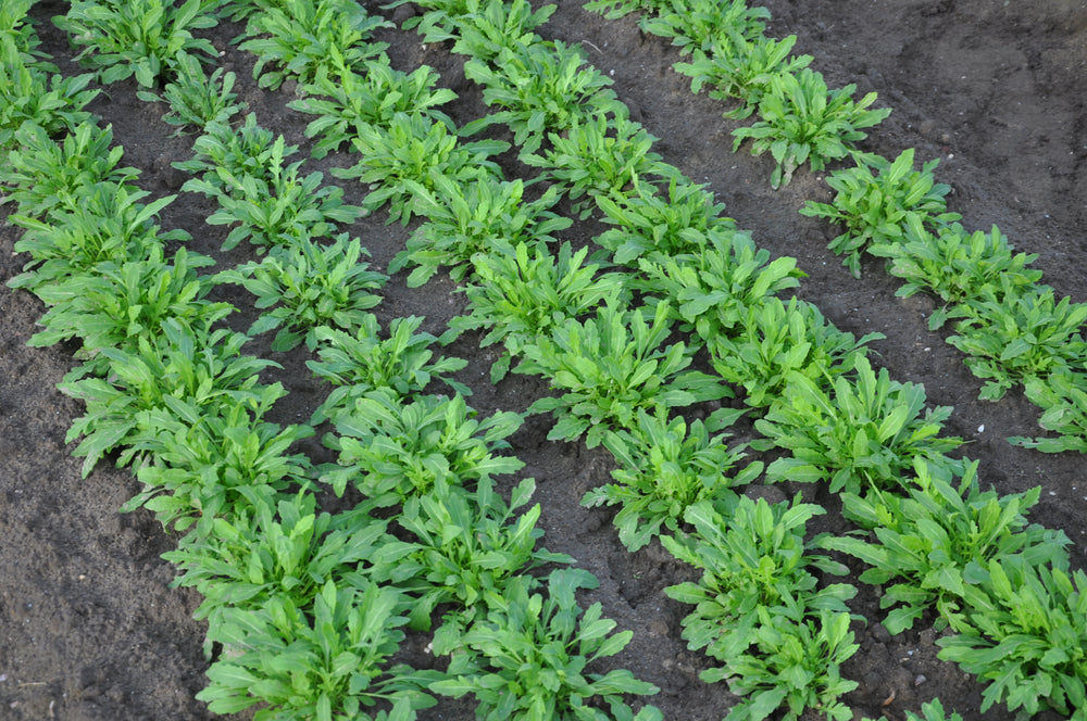 TOUCHE ex #SM4.46 WILD ROCKET SEEDS (multiseed32)