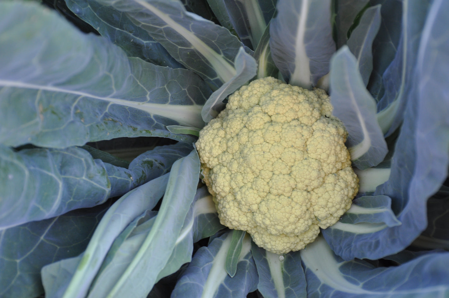 Seeds: auliflower, cabbage, broccoli Smarties.Bio – 