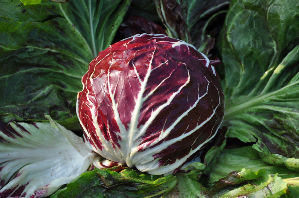 SANTA HELENA ex #SM4.5 CICORIA ROSSA DI CHIOGGIA SEEDS | smarties.bio