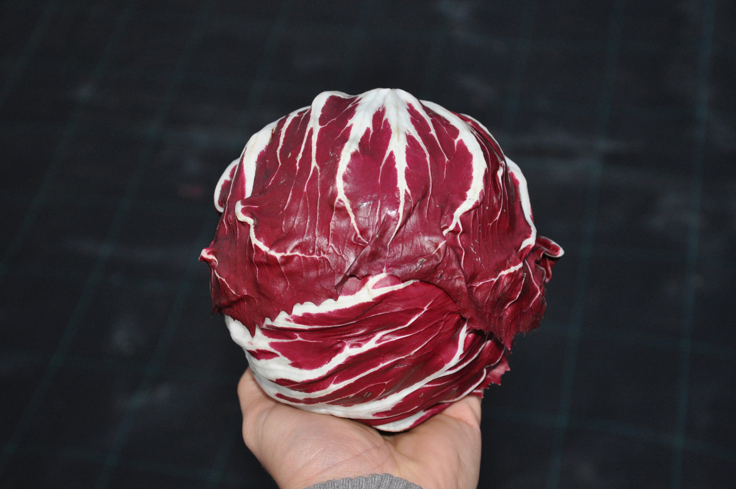 #SM4.6 CICORIA ROSSA DI CHIOGGIA SEEDS | smarties.bio