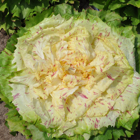 MIRABELLA CICORIA VARIEGATA DI CASTELFRANCO SEEDS  | smarties.bio