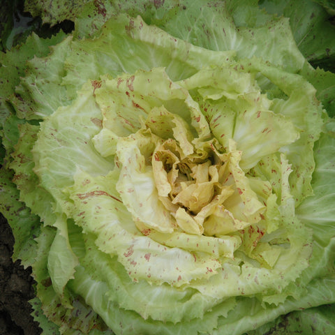 BEATRICE CICORIA VARIEGATA DI CASTELFRANCO SEEDS  | smarties.bio