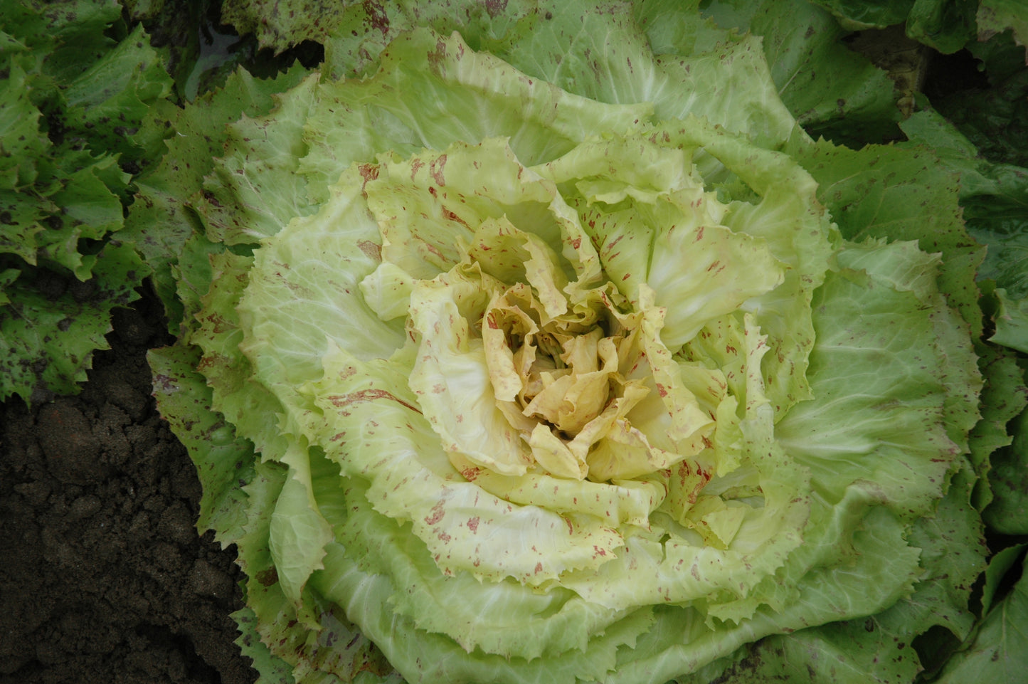 BEATRICE CICORIA VARIEGATA DI CASTELFRANCO SEEDS  | smarties.bio