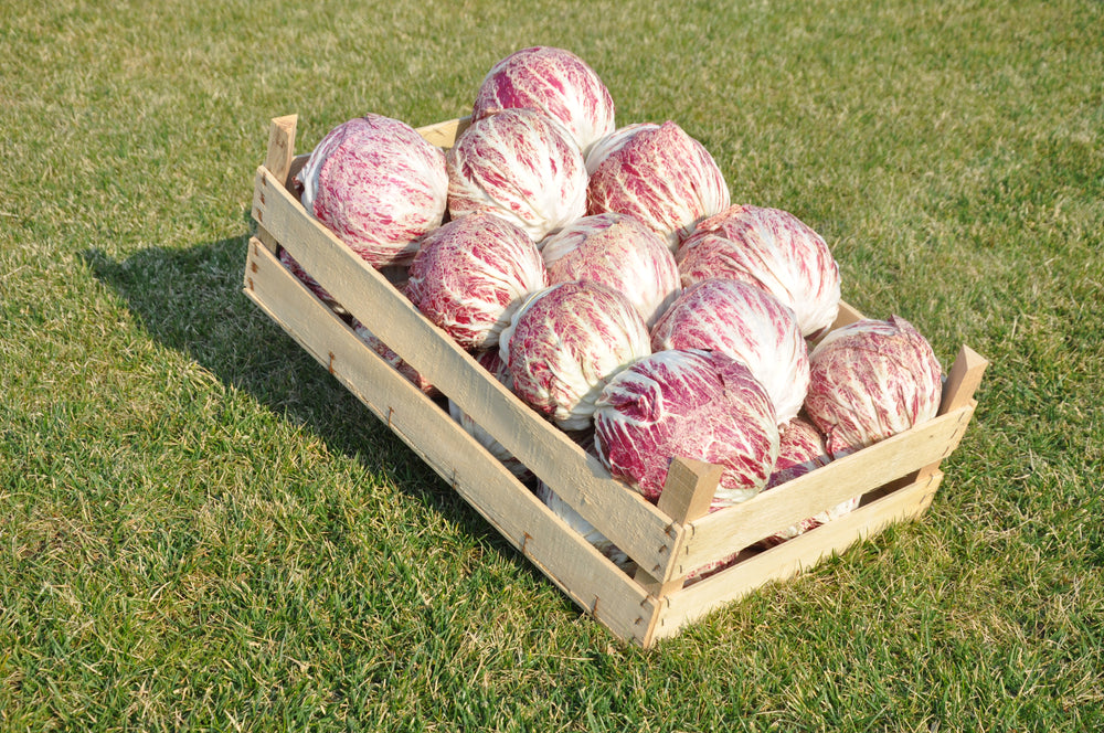 AQUARELLO #SM4.27 RADICCHIO VARIEGATO DI CHIOGGIA SEEDS | smarties.bio