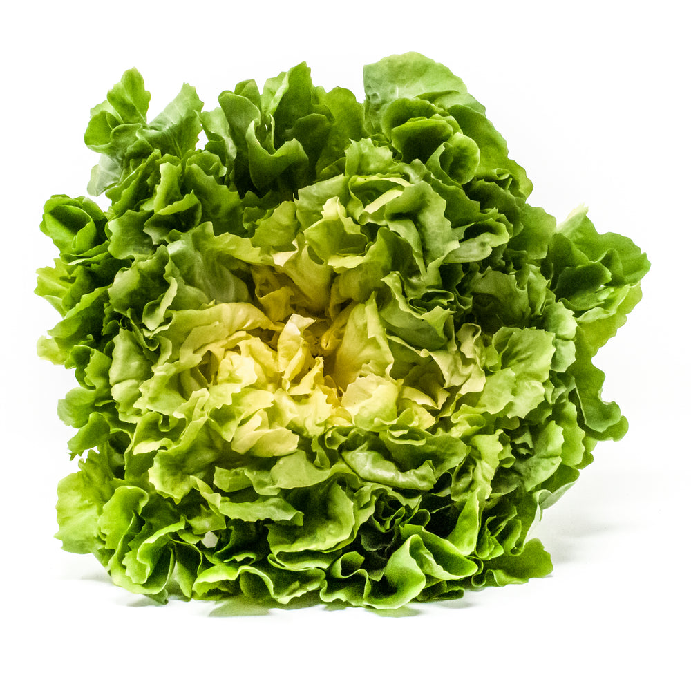 MATILDE ex #SM4.36 ESCAROLE SEEDS | smarties.bio