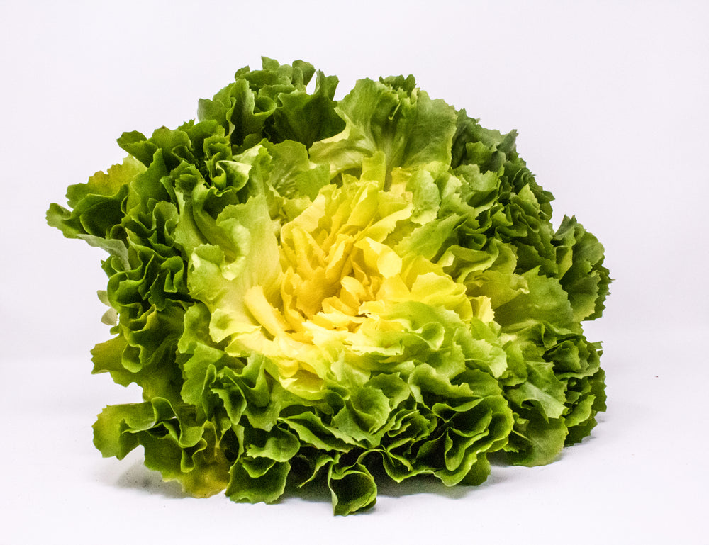 #SM4.37 ESCAROLE SEEDS | smarties.bio