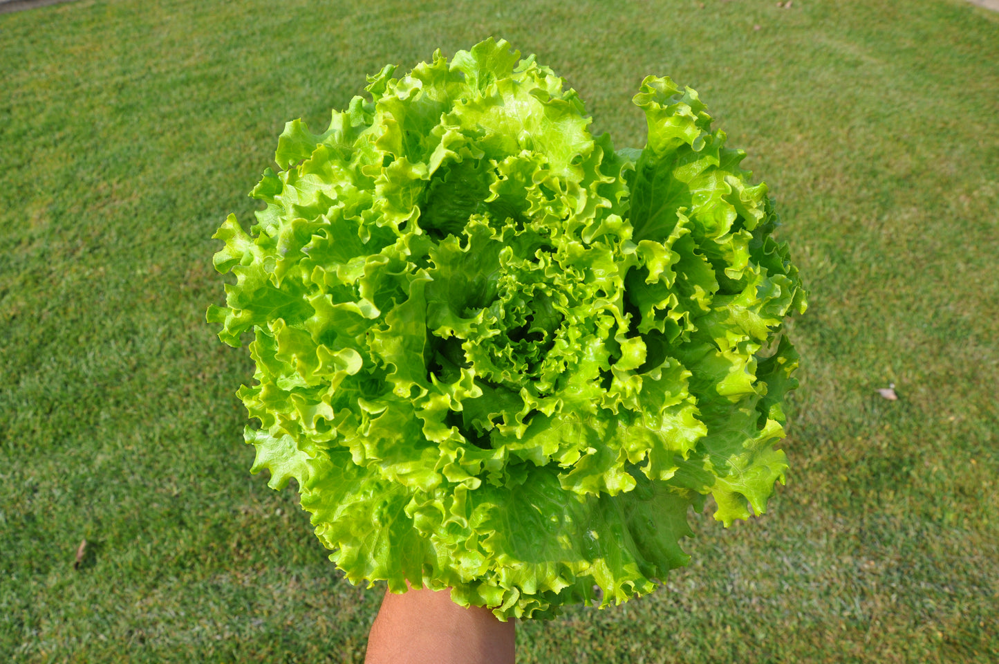 #SM4.41 BATAVIA GENTILE LETTUCE SEEDS | smarties.bio