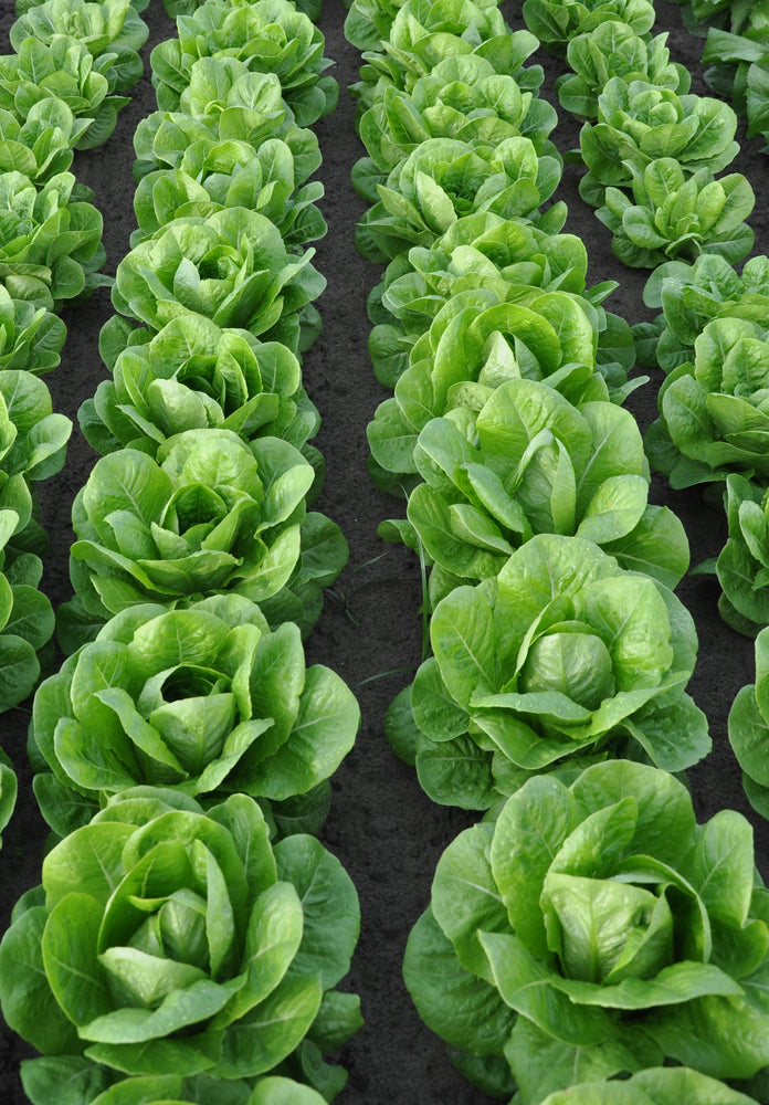 #SM4.39 ROMAINE/COS LETTUCE SEEDS | smarties.bio