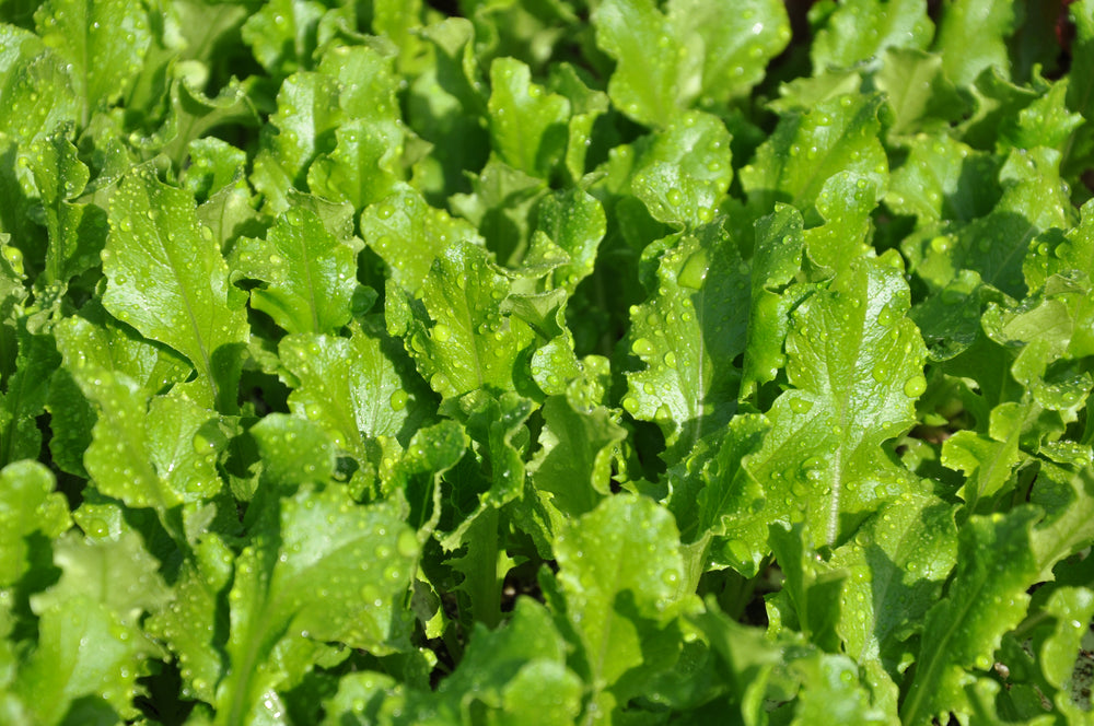 #SM4.43 GREEN BABY LEAF LETTUCE SEEDS | smarties.bio