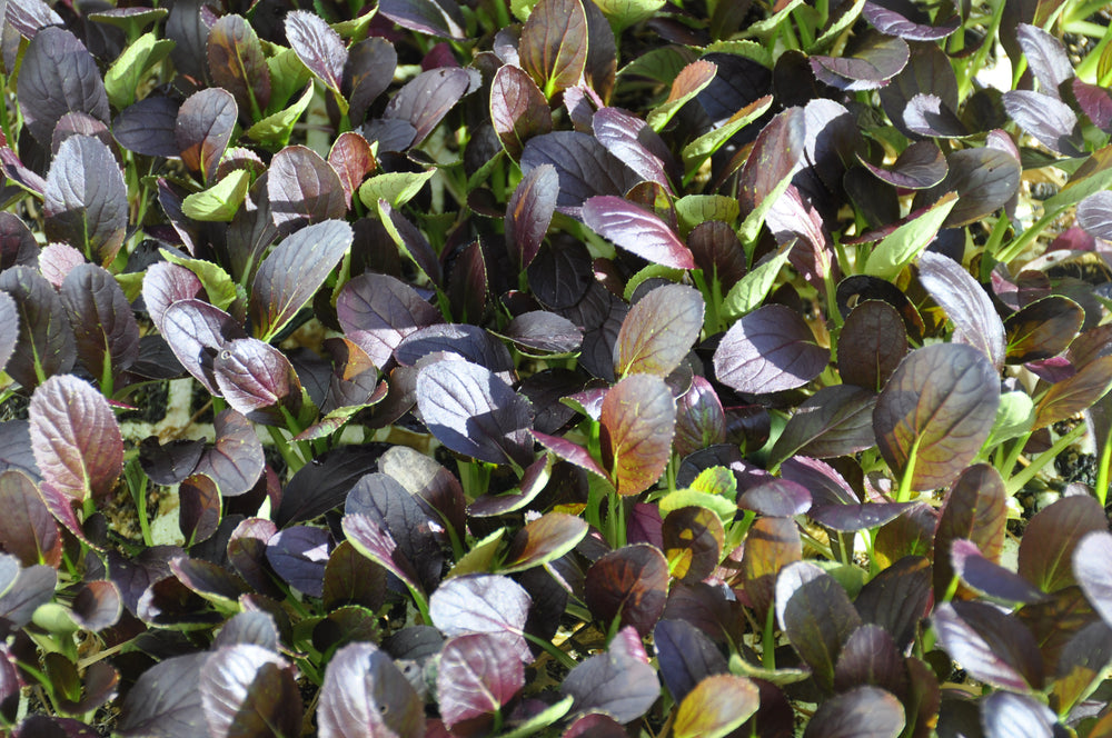 XS205 RED PAK CHOI SEEDS | smarties.bio