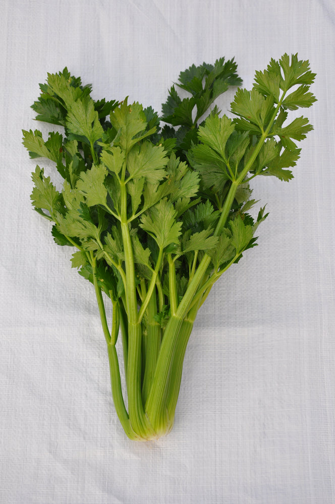 CHIOGGIOTTO GREEN CELERY SEEDS | smarties.bio