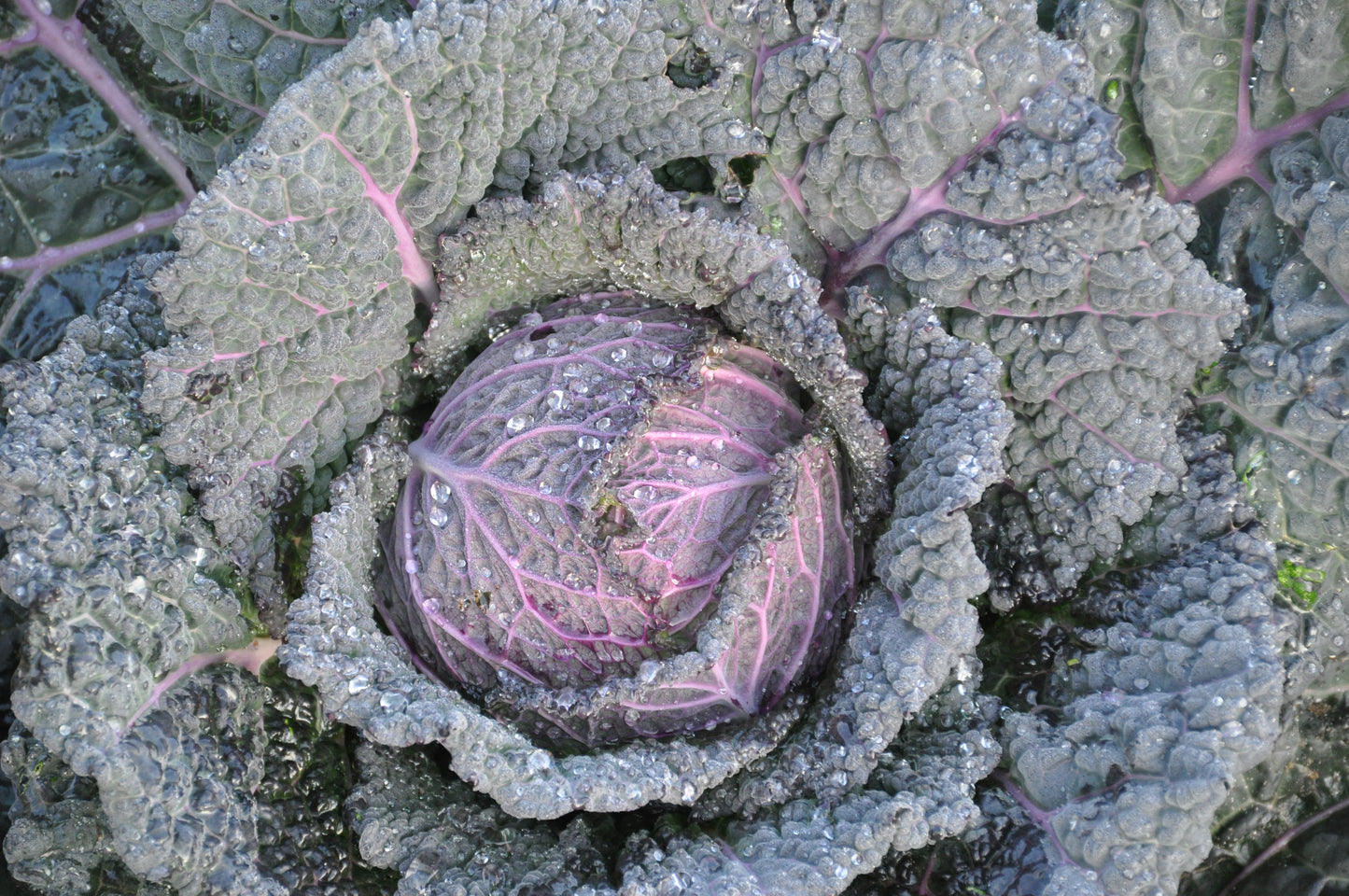 VERZA MORETTA SANZENO ex XS139 SAVOY CABBAGE SEEDS | smarties.bio