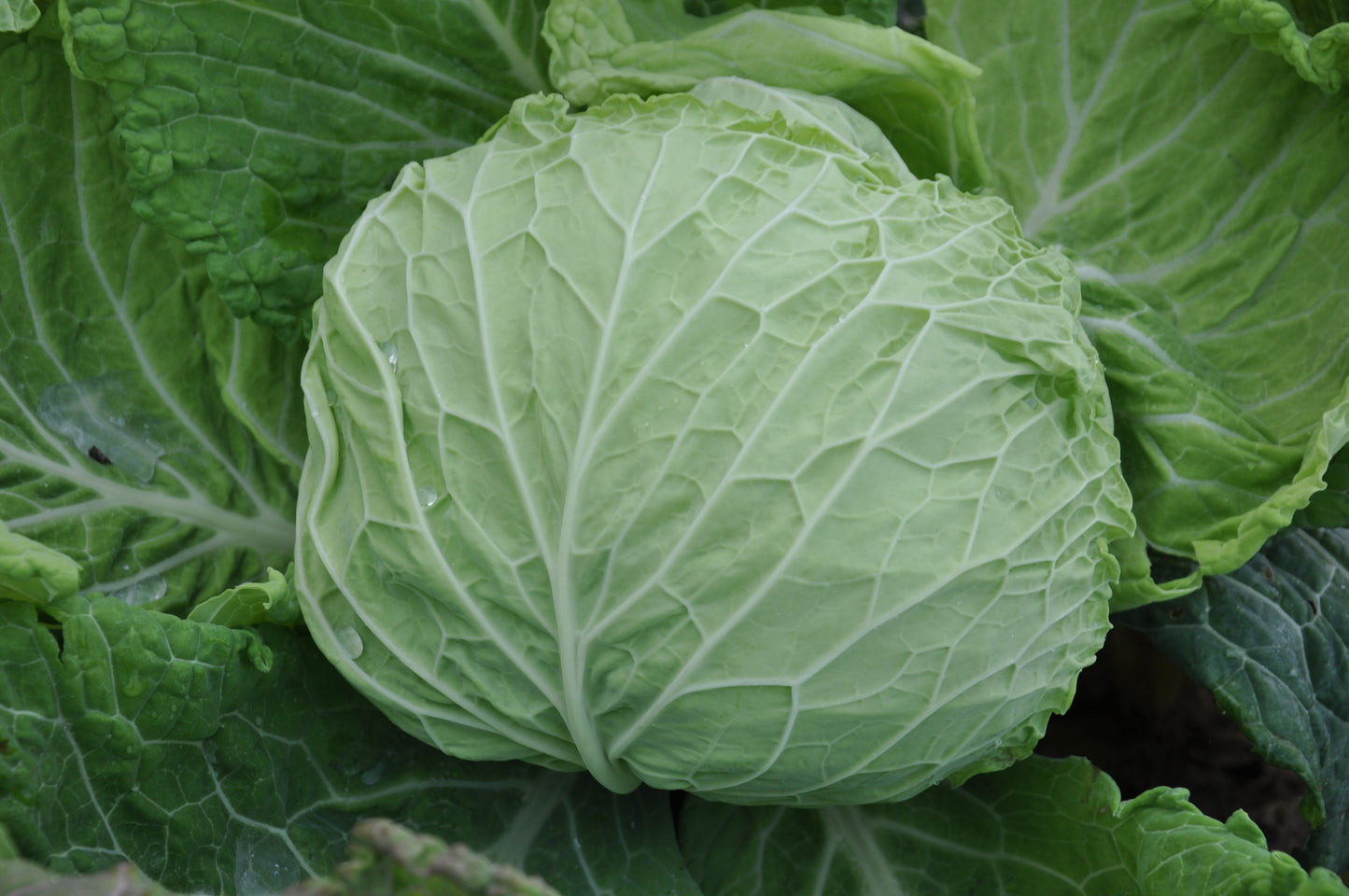 VERZA MARINANTA ex XS184 SAVOY CABBAGE SEEDS | smarties.bio