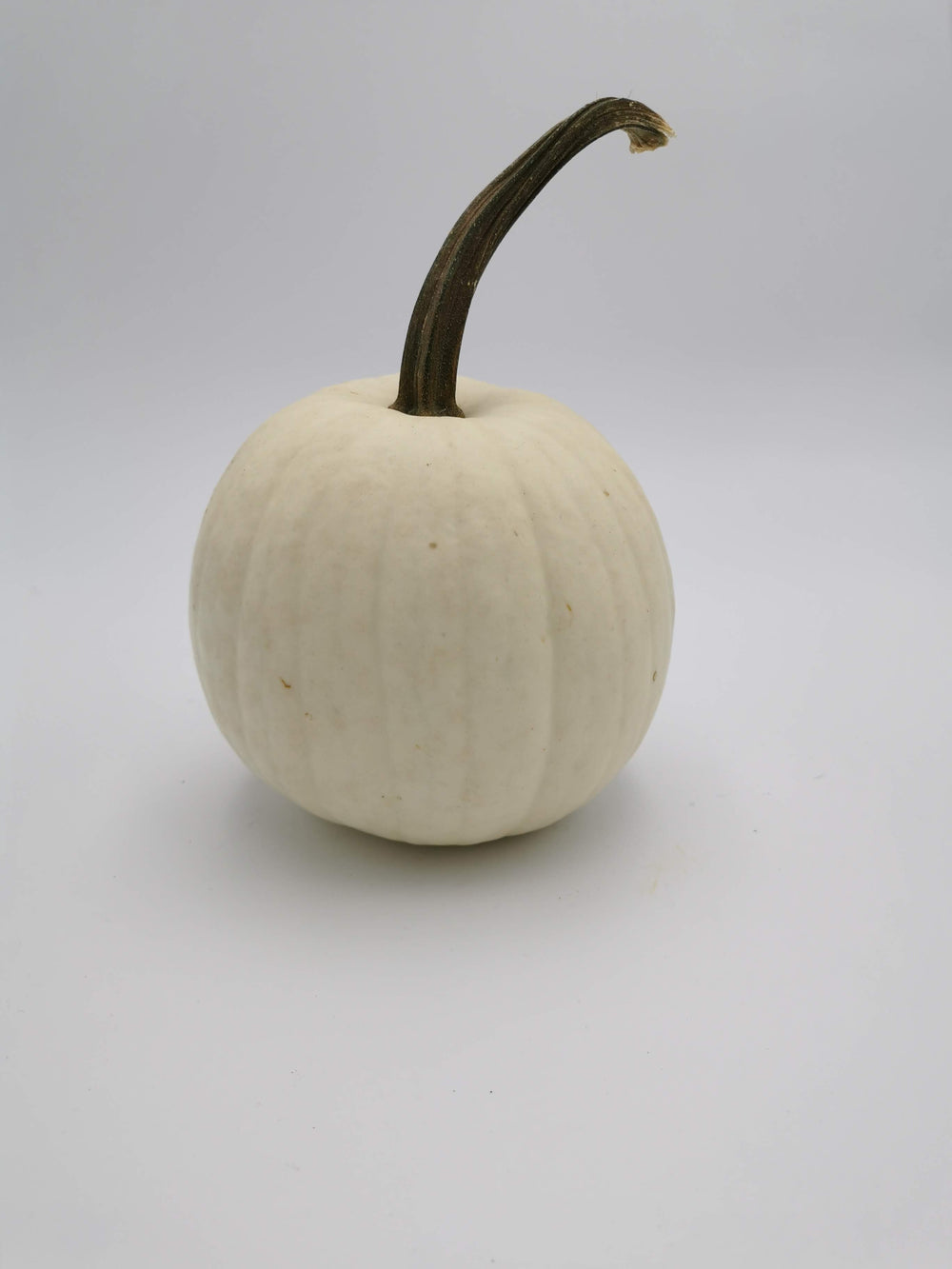 WHITE CARVING PUMPKIN SEEDS | smarties.bio