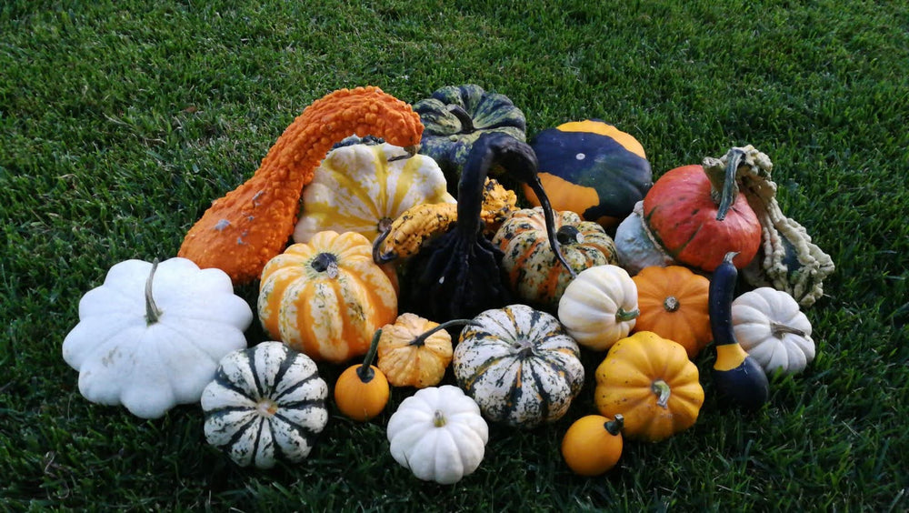 ORNAMENTAL MIXED SQUASH | smarties.bio