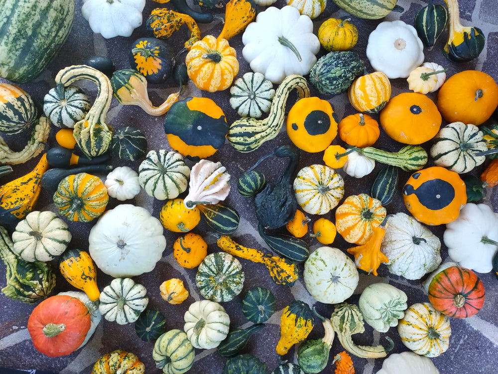 
                  
                    ORNAMENTAL MIXED SQUASH | smarties.bio
                  
                