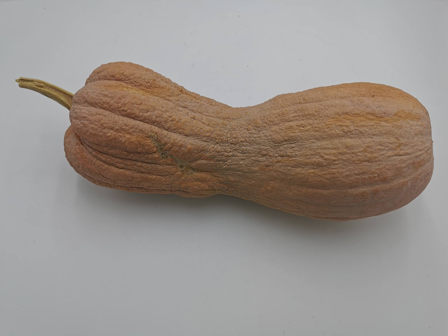 CMO15 VIOLINA RUGOSA SQUASH (WRINKLED SKIN) | smarties.bio