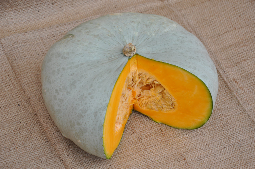 XS103 GREY CABOCHA SQUASH SEEDS | smarties.bio