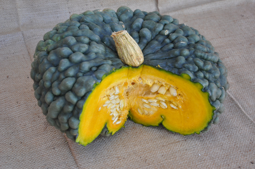 XS102 MARINA DI CHIOGGIA SQUASH or “SUCA BARUCA” SEEDS | smarties.bio