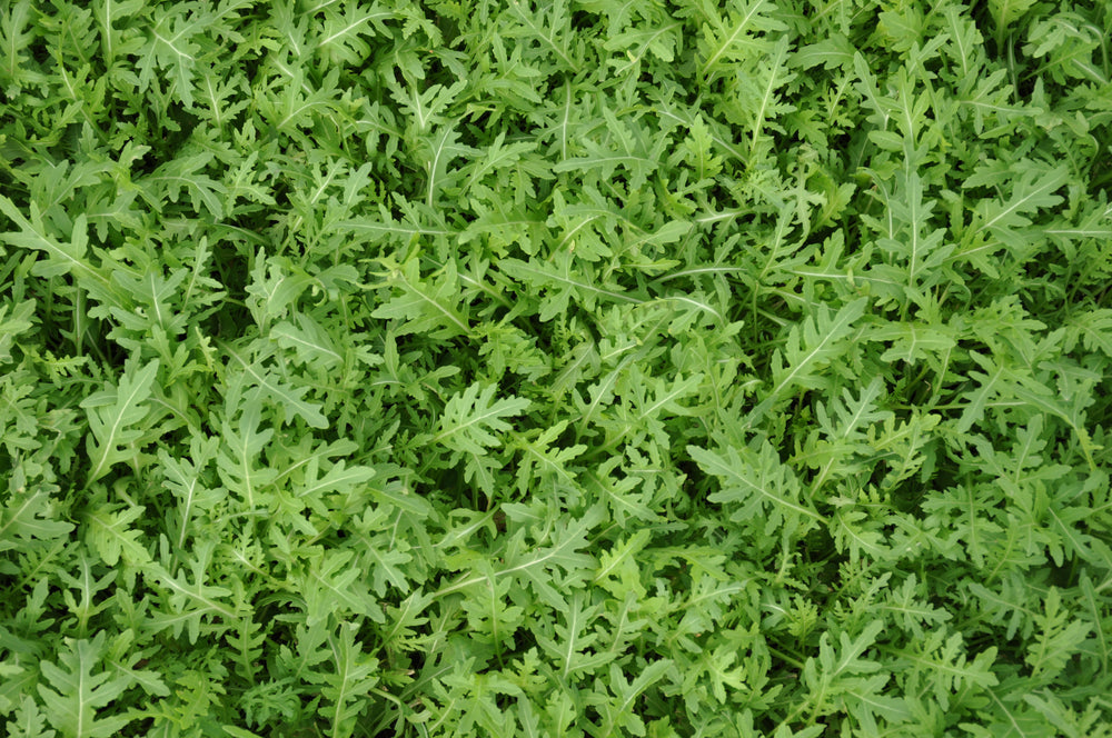 STRIKE ex #SM4.45 SEMI DI RUCOLA SELVATICA