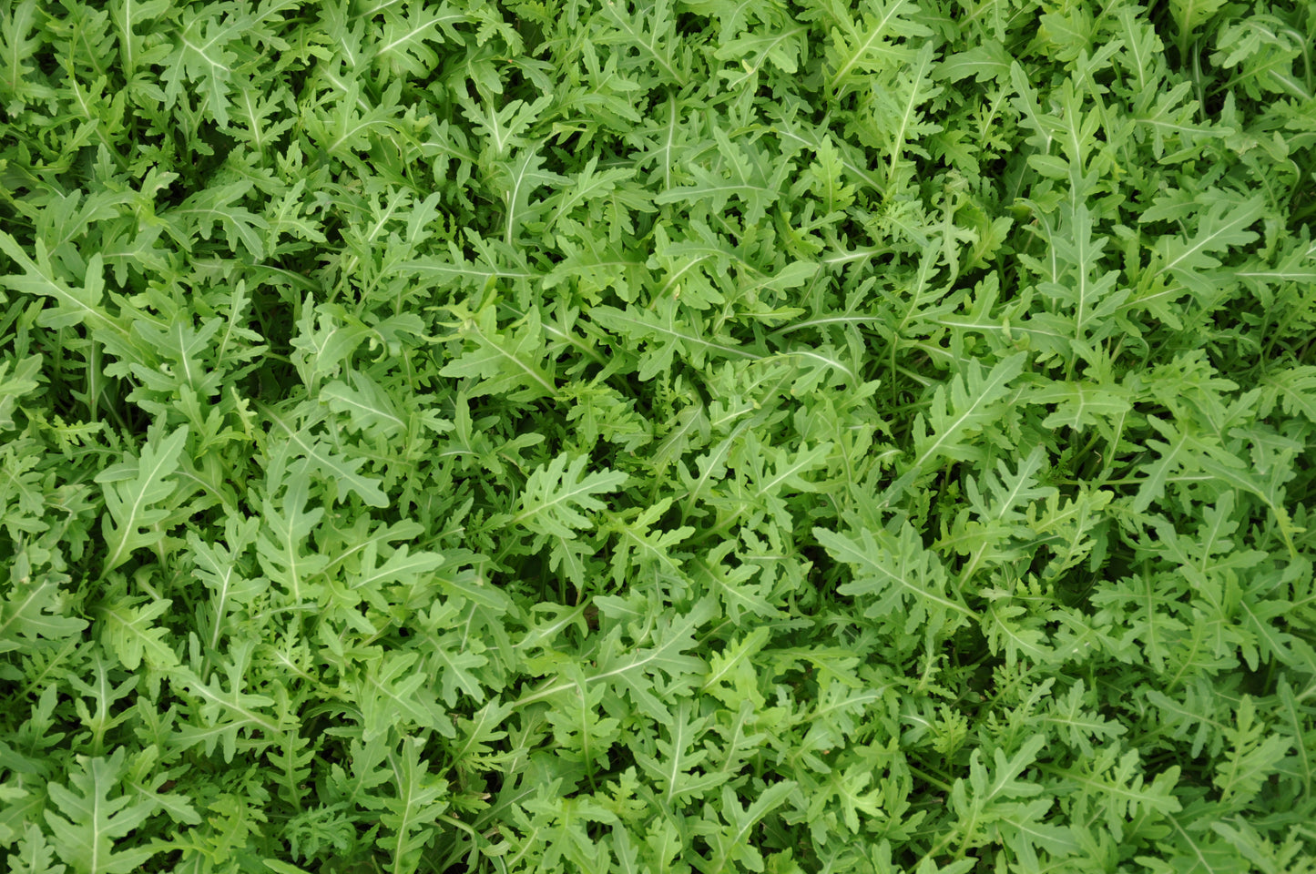 STRIKE ex #SM4.45 SEMI DI RUCOLA SELVATICA