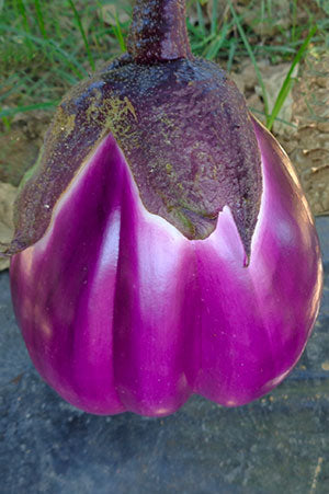 ROTONDA BIANCA SFUMATA DI ROSA EGGLPLANT SEEDS