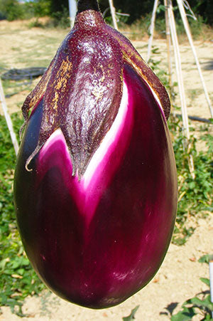 SATIRIA EGGPLANT SEEDS